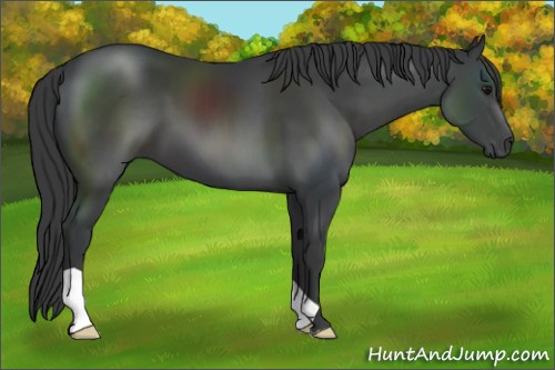Horse Color:Black 