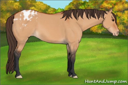 Horse Color:Bay Dun Appaloosa 