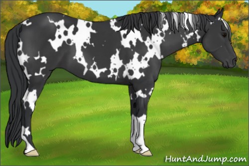 Horse Color:White Spotted Black 