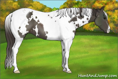 Horse Color:White Spotted Smoky Black Tobiano 