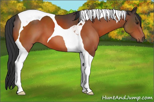 Horse Color:Brown Tobiano 