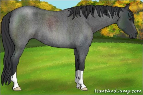 Horse Color:Blue Roan 