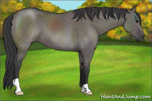 Horse Color:Grullo 