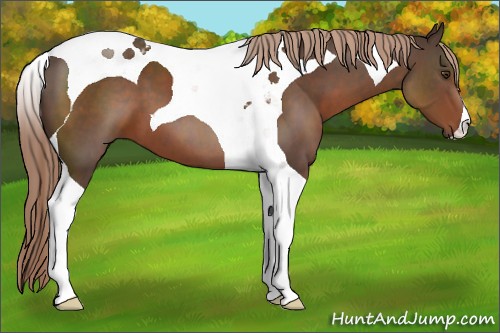 Horse Color:Liver Chestnut Tobiano 