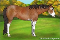 Horse Color:Buckskin Sabino