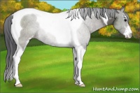 Horse Color:Grullo Sabino Tobiano Rabicano