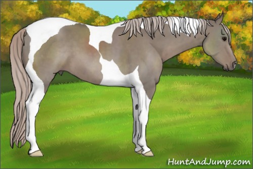 Horse Color:Silver Grullo Tobiano 