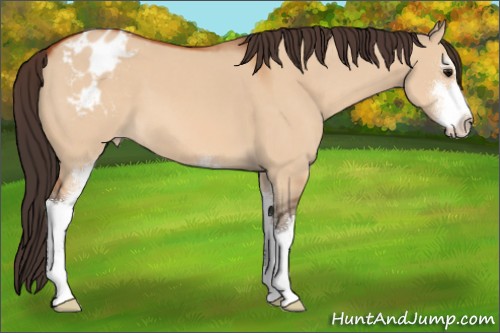 Horse Color:Bay Dun Sabino Appaloosa 