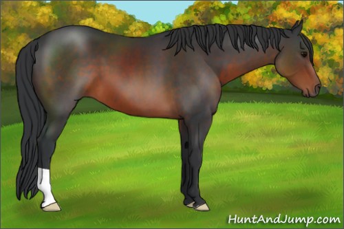 Horse Color:Brown 