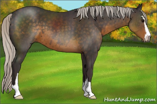 Horse Color:Silver Smoky Black Sabino 