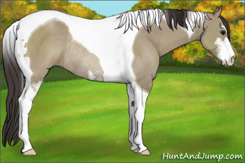 Horse Color:Smoky Grullo Sabino Tobiano Rabicano 
