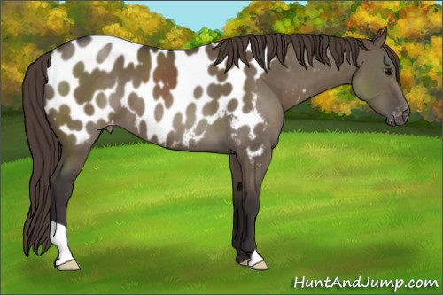 Horse Color:Smoky Grullo Appaloosa 