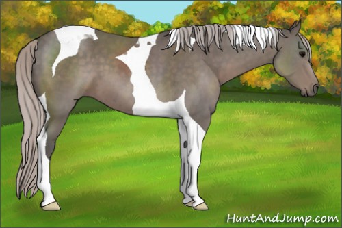 Horse Color:Silver Black Tobiano 