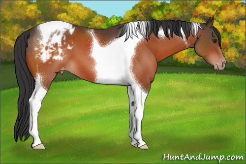 Horse Color:Brown Tobiano Appaloosa 