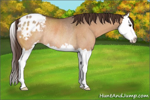 Horse Color:Brown Dun Sabino Splash Appaloosa Rabicano 
