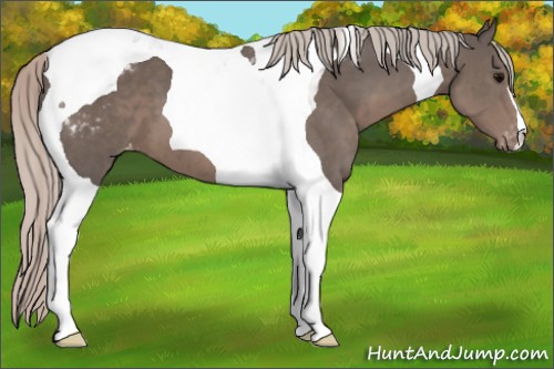 Horse Color:Silver Black Tobiano Appaloosa 
