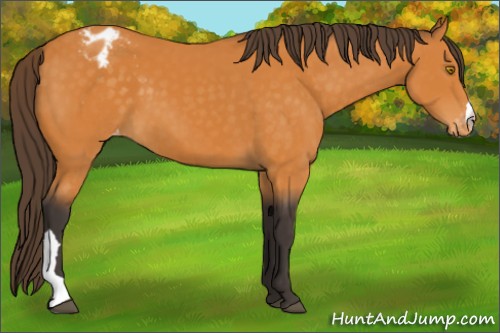 Horse Color:Buckskin Appaloosa 