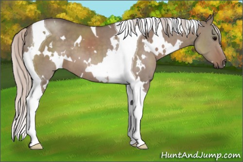 Horse Color:White Spotted Silver Grullo Tobiano 