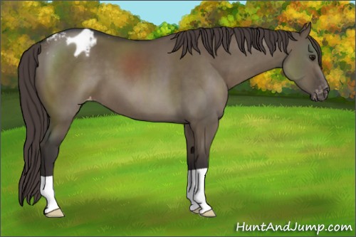 Horse Color:Smoky Grullo Appaloosa 