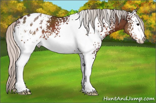 Horse Color:White Spotted Silver Brown Appaloosa 