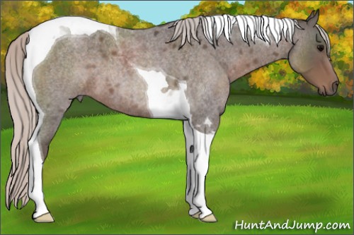 Horse Color:Silver Blue Roan Tobiano 