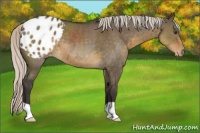 Horse Color:Silver Smoky Grullo Roan Appaloosa