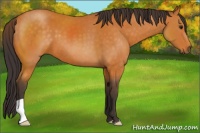 Horse Color:Buckskin 