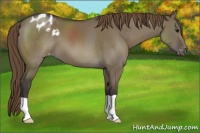 Horse Color:Smoky Grullo Appaloosa 
