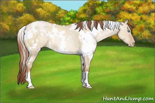 Horse Color:White Spotted Smoky Grullo Pearl 