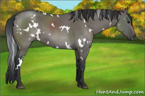 Horse Color:White Spotted Grullo 