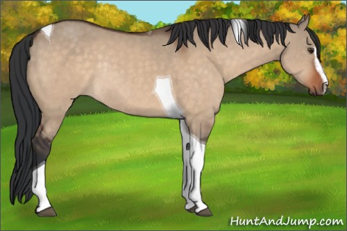 Horse Color:Brown Dun Sabino Tobiano Rabicano 