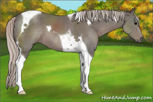 Horse Color:Silver Black Tobiano 