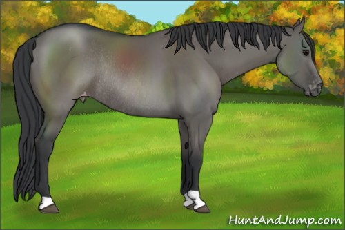 Horse Color:Grullo Appaloosa Rabicano 