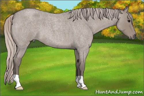 Horse Color:Silver Grullo Roan 