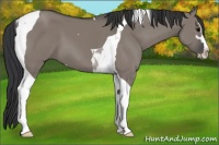 Horse Color:Grullo Sabino Tobiano 