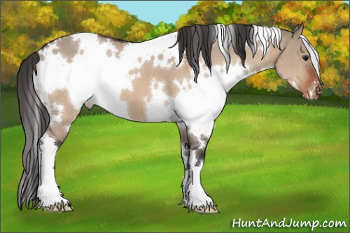 Horse Color:White Spotted Brown Dun Appaloosa 