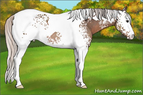 Horse Color:White Spotted Silver Black Tobiano 