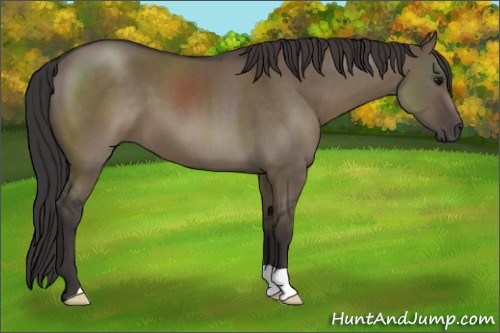 Horse Color:Smoky Grullo 