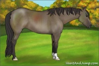 Horse Color:Smoky Grullo