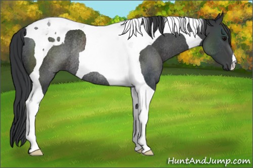 Horse Color:Black Tobiano Rabicano 