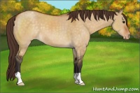 Horse Color:Buckskin Dun Varnish 