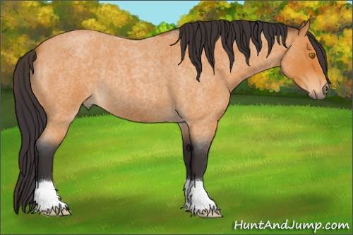 Horse Color:Buckskin Roan 