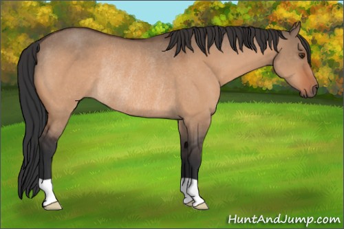 Horse Color:Bay Dun Rabicano 