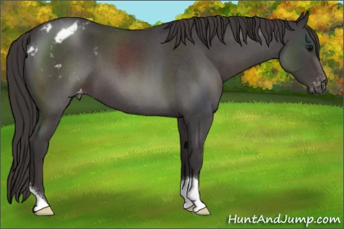 Horse Color:Smoky Blue Roan Appaloosa 
