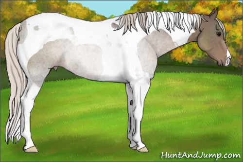 Horse Color:Silver Blue Roan Tobiano Rabicano 