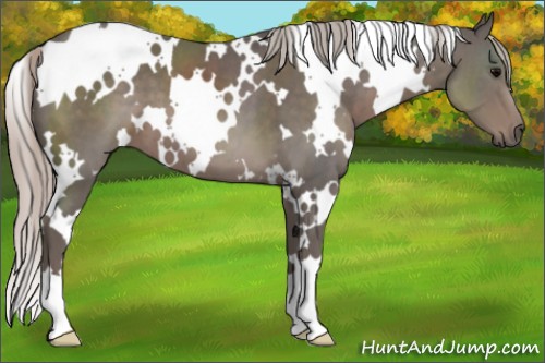 Horse Color:White Spotted Silver Black 