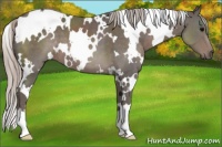 Horse Color:White Spotted Silver Black 