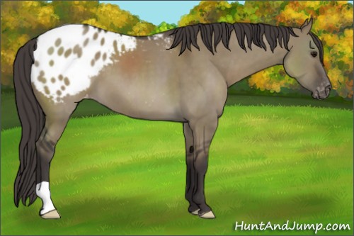 Horse Color:Smoky Grullo Appaloosa 
