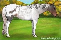 Horse Color:Silver Blue Roan Tobiano Appaloosa