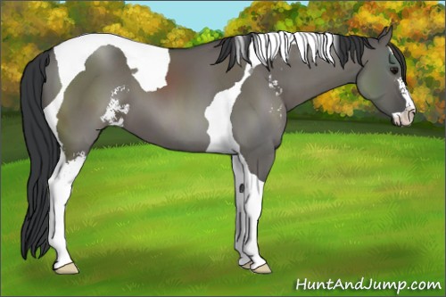 Horse Color:Grullo Sabino Tobiano 
